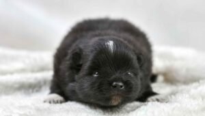 7 Best Black Teacup Dog Breeds: Miniature Dogs with Maximum Cuteness