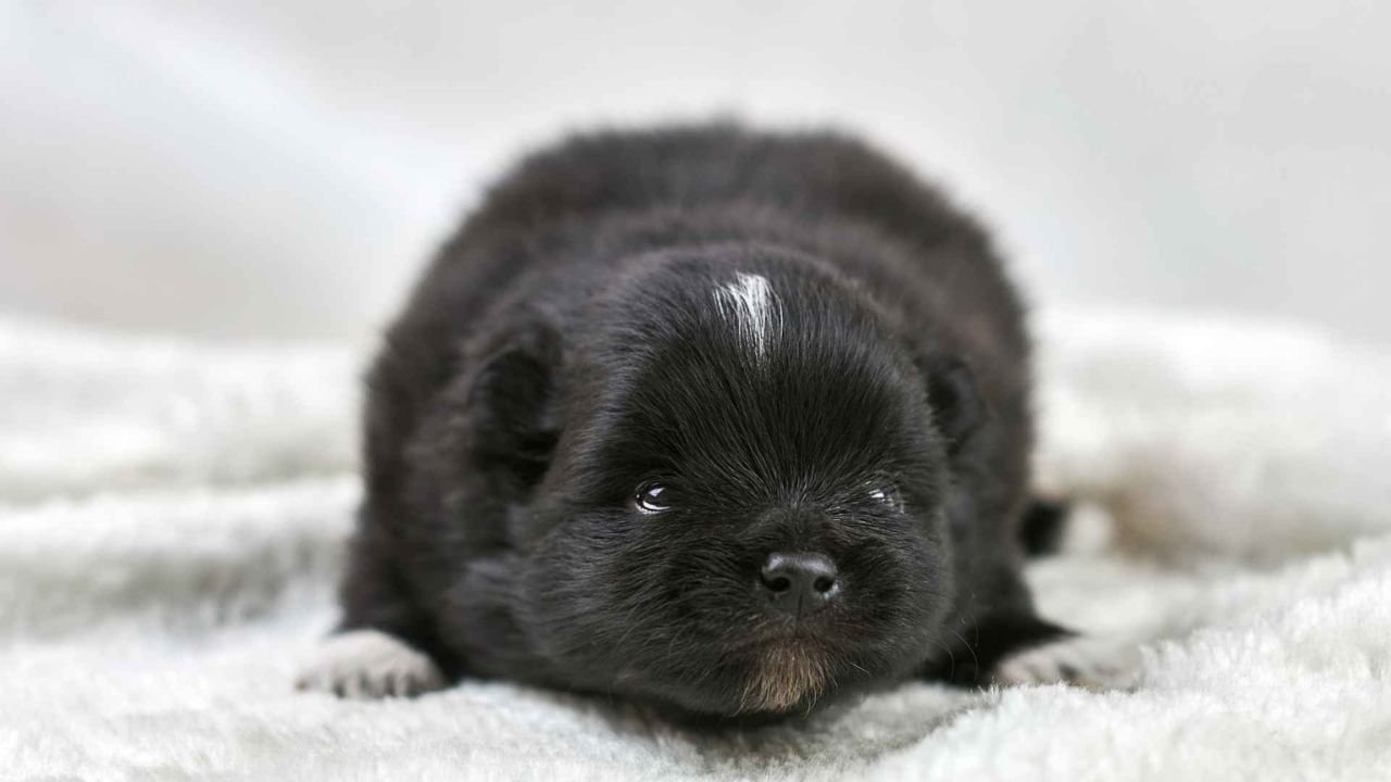 7 Best Black Teacup Dog Breeds: Miniature Dogs with Maximum Cuteness